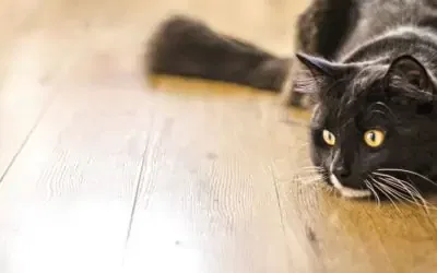 Choisir un laser pour chat