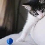chaton avec une balle