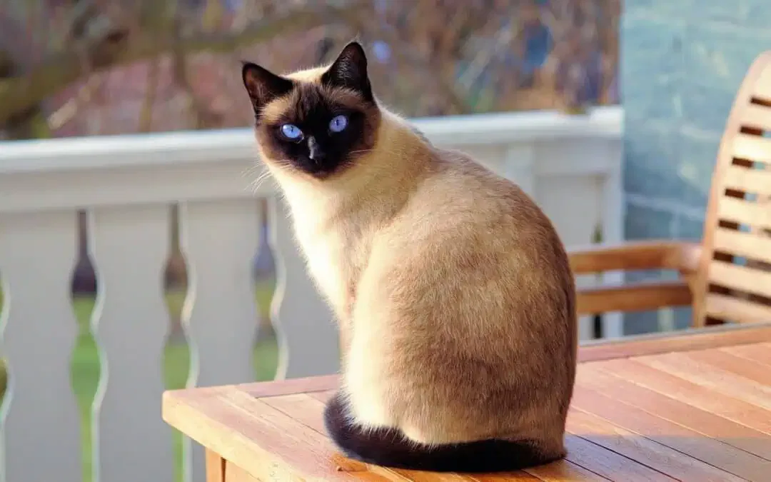 chat siamois