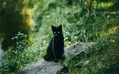 Le chat noir : quels sont leurs races, particularités et superstition