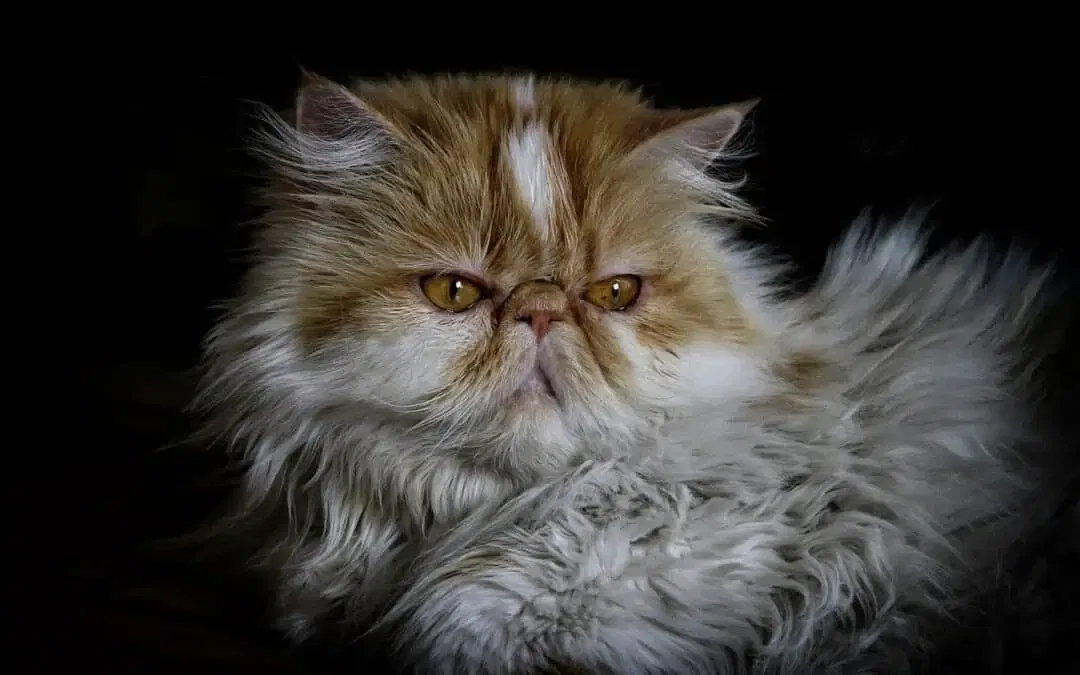 Chat persan