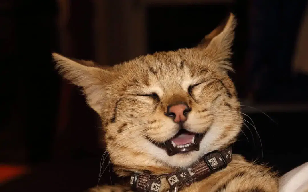 Chat Savannah