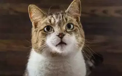 Comment faire pour qu’un chat reconnaisse son nom ? les astuces à connaître