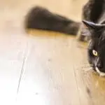 chat qui chasse