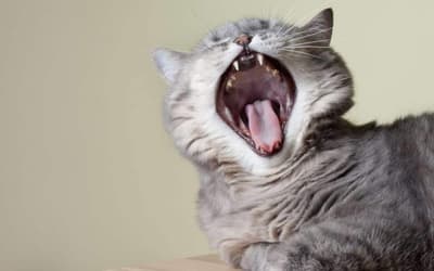 chat qui tousse