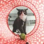 jouet pour chat