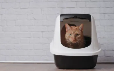 litiere pour chat