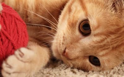 chat qui joue avec de la laine