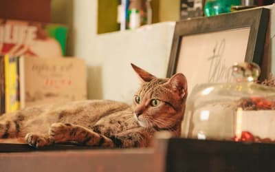 chat appartement