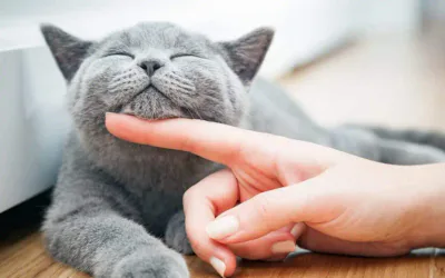 chat heureux