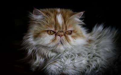 Chat persan