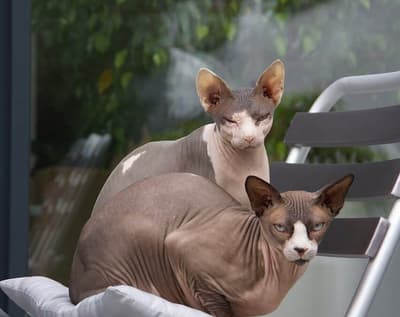 Chat sans poil