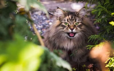 Chat Sibérien