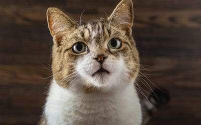 Comment faire pour qu’un chat reconnaisse son nom ? les astuces à connaître