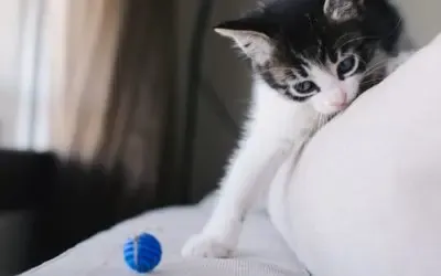 Choisir une balle pour chat