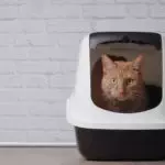litiere pour chat