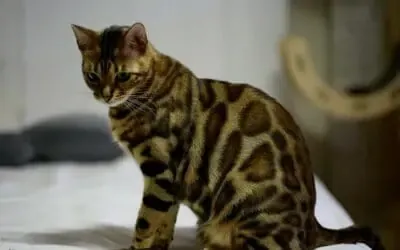 Chat du Bengal : toutes les informations sur cette race de chat unique !