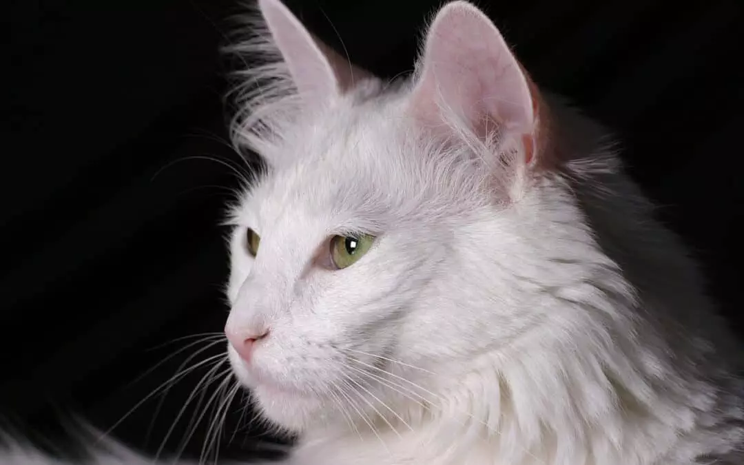 Le chat angora : le reconnaitre, histoire, soin et alimentation