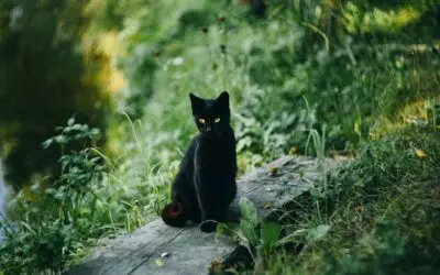 Le chat noir : quels sont leurs races, particularités et superstition