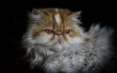 Chat Persan : caractéristiques, soin, alimentation, entretien et prix