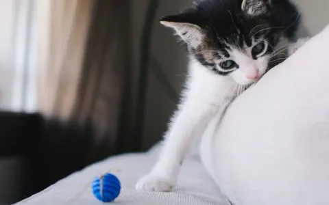 Choisir une balle pour chat