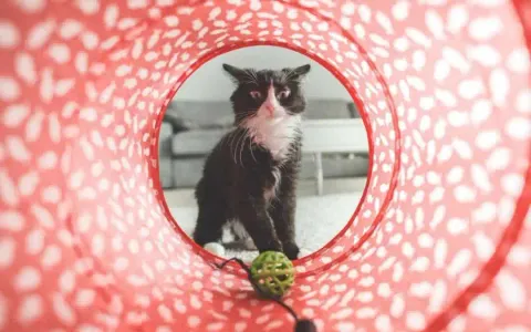 Meilleurs jouets pour chat