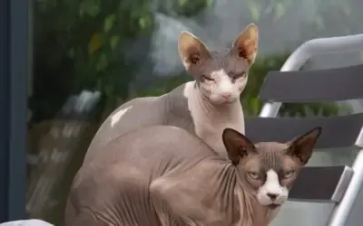 Le Chat sans poil : les races, le toilettage, les caractères