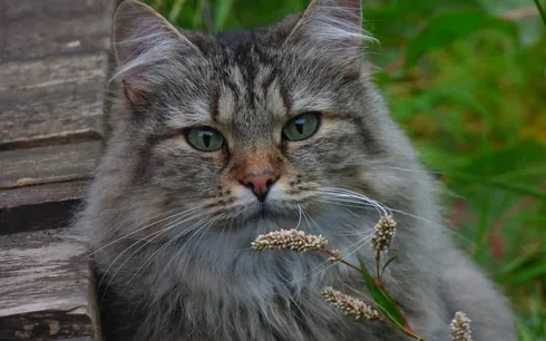 chat norvégien