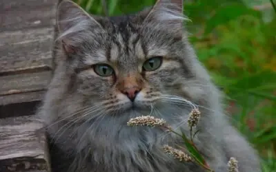 Le chat norvégien : origine, caractère, conseils et prix de cette race