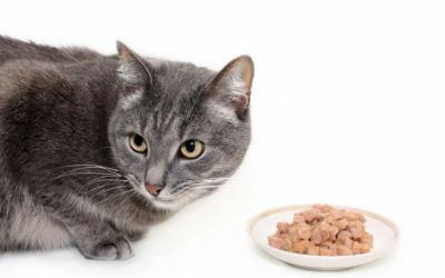 Mon chat ne mange plus : Est-ce dangereux?